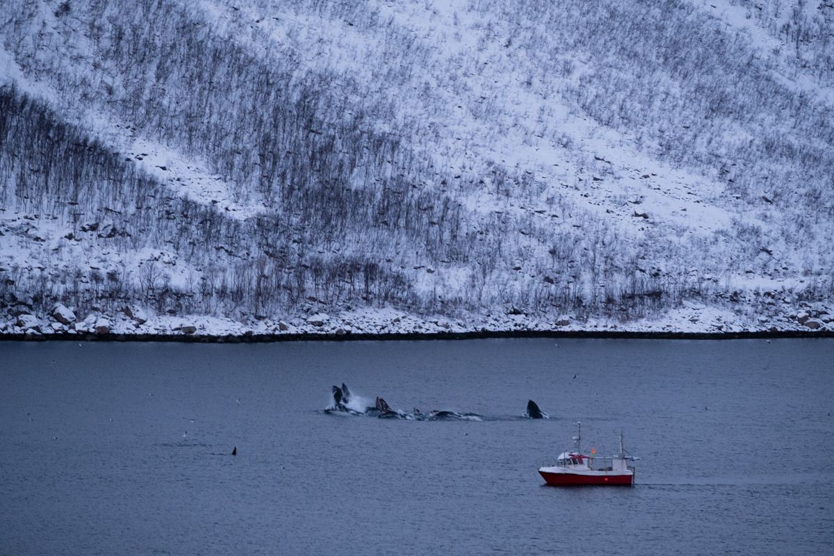 Photo de Tromsø